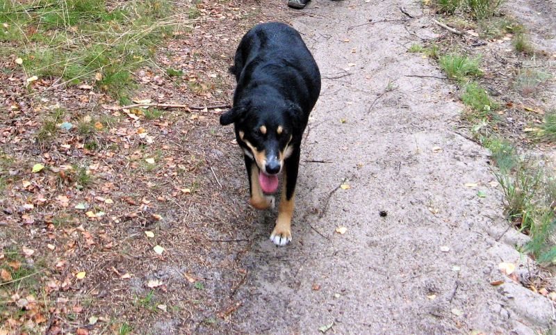 Przymuszewo 2011 020