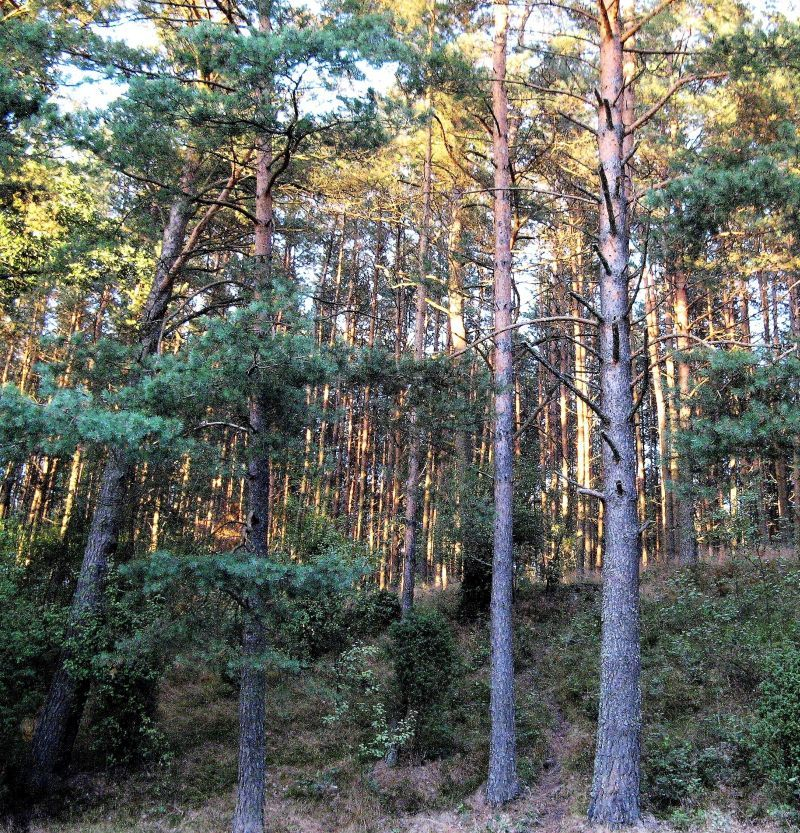 Przymuszewo 2011 041