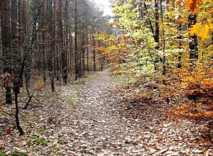 gł-jesień 2013 004