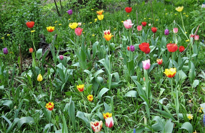 obrazwiosna 2o13 053