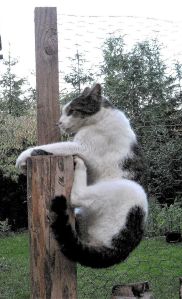 pławna lipiec 2011 100