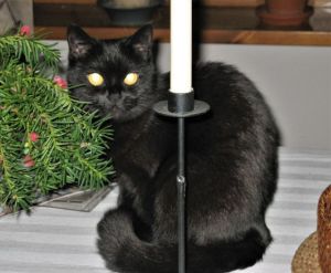 Głosków jesień 2009 067