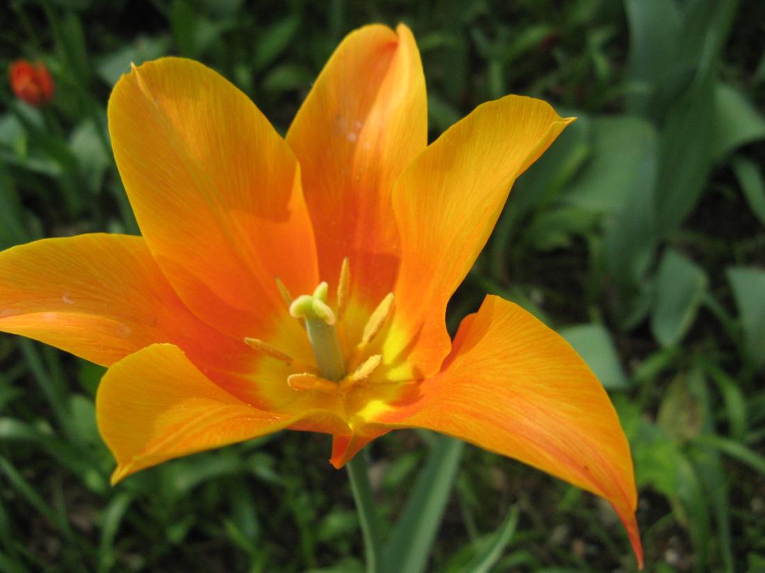 ObrazWIOSNA 2O13 057