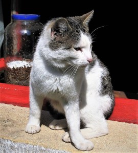 Pławna lipiec 2011 064