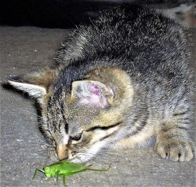 Pławna_09_08_Kry 048