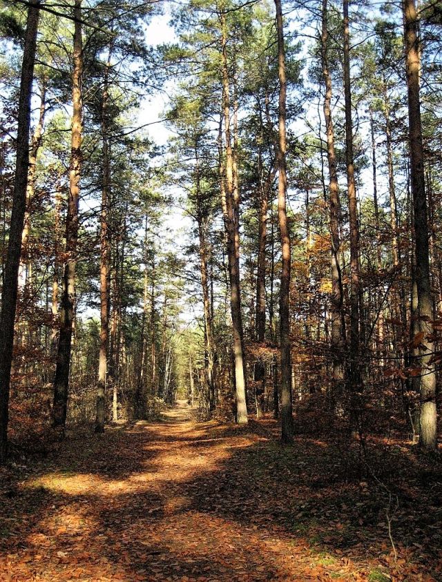 Głosków-listopad 2008 026