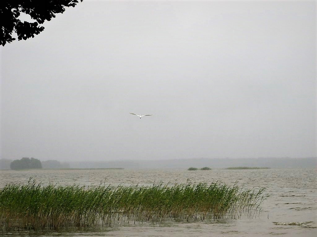 Przymuszewo 2015 115