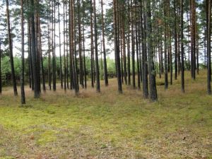 Przymuszewo 2015 111