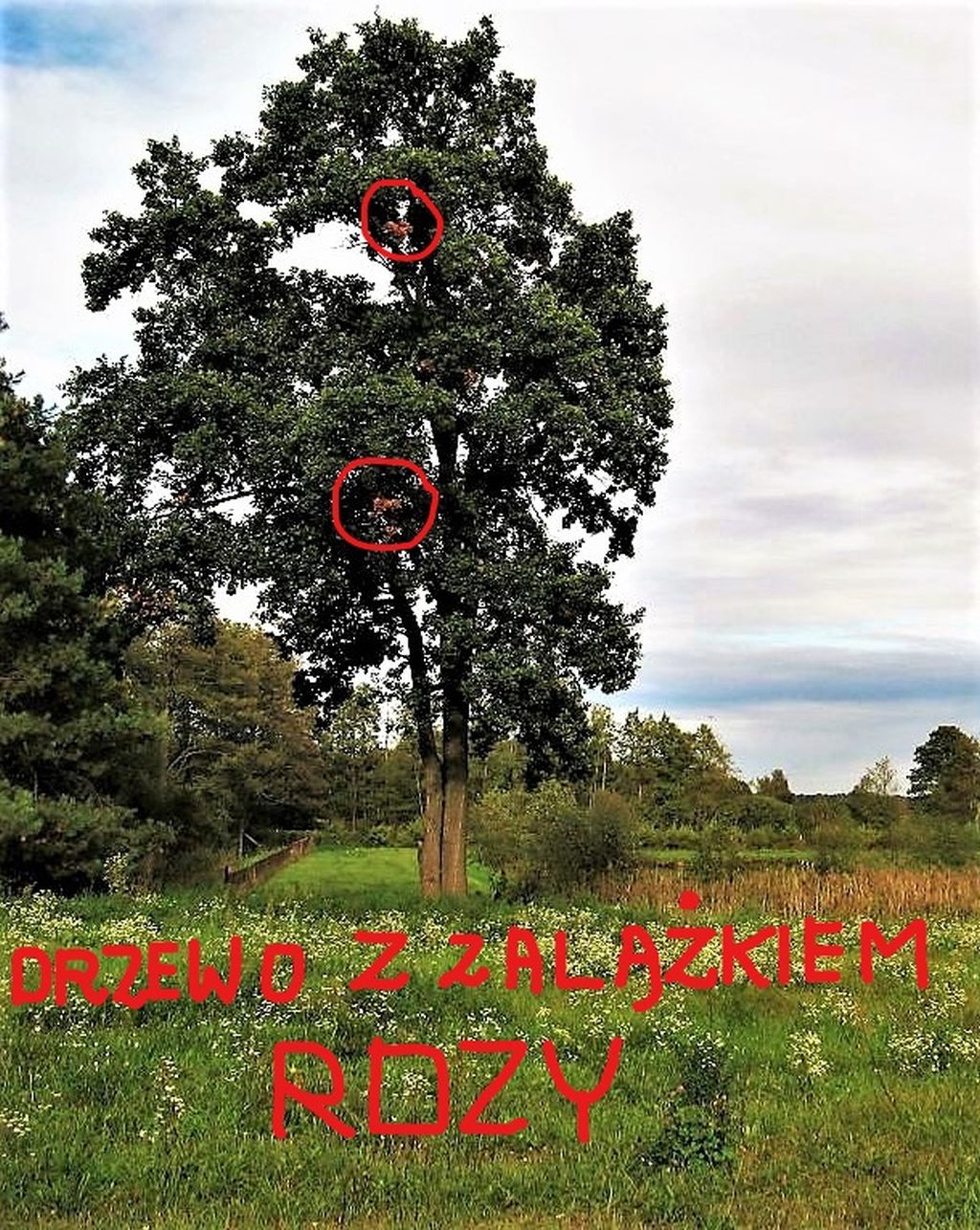 Inkedtu też drzewo_LI