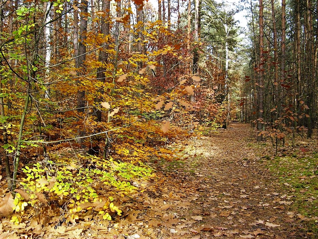 leśna, jesienna rdza