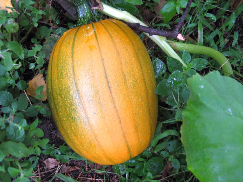 ostatnia rdzawa dynia