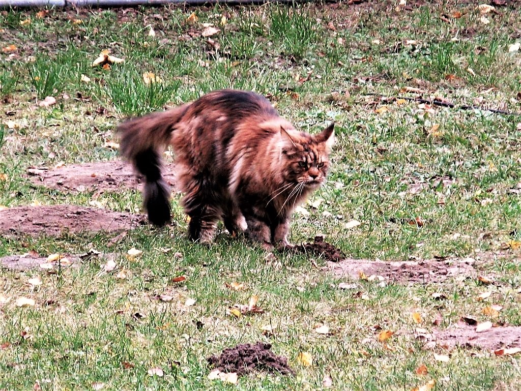 Znowu ktoś majstrował przy moim kretowisku.