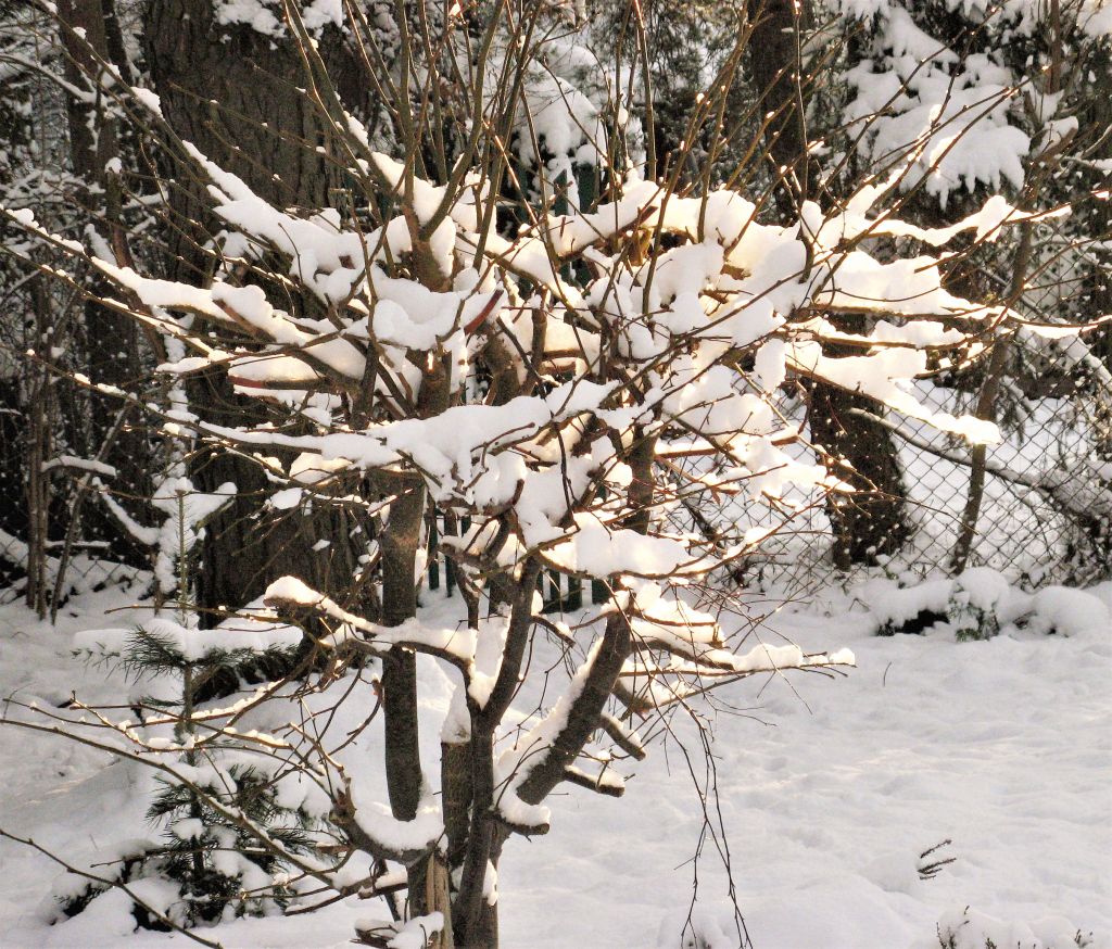 krzaki, trawy w śniegu