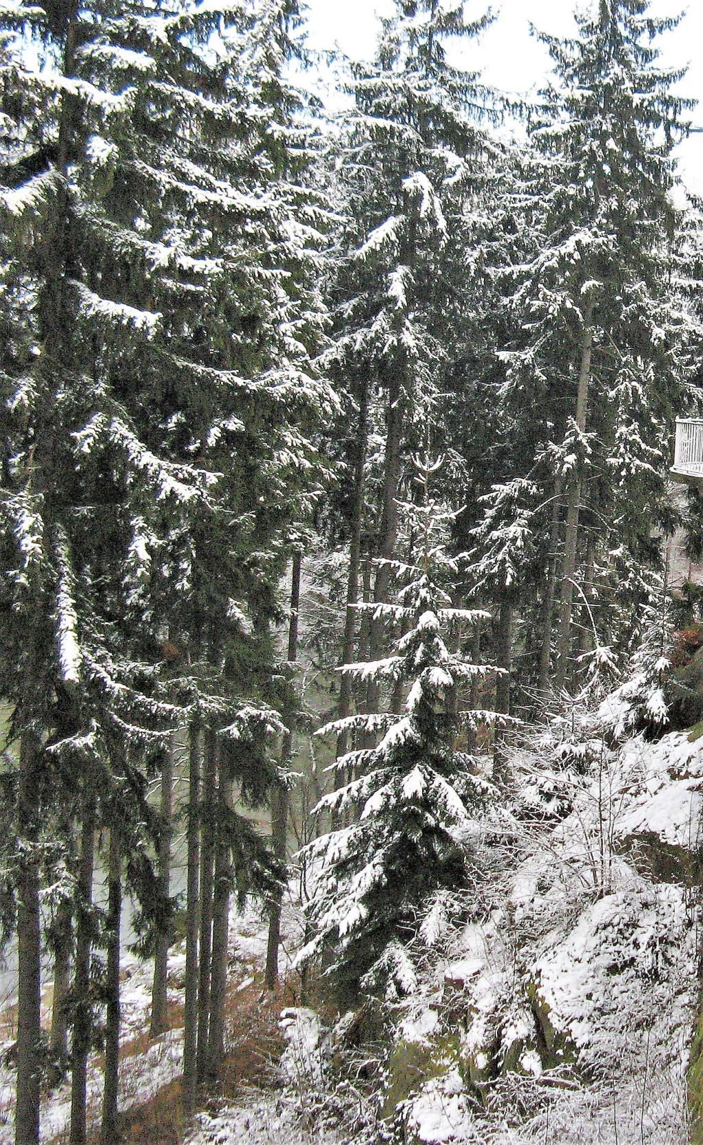 Głosków grudz.2011 084