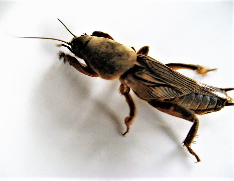 Głosków grudz.2011 014