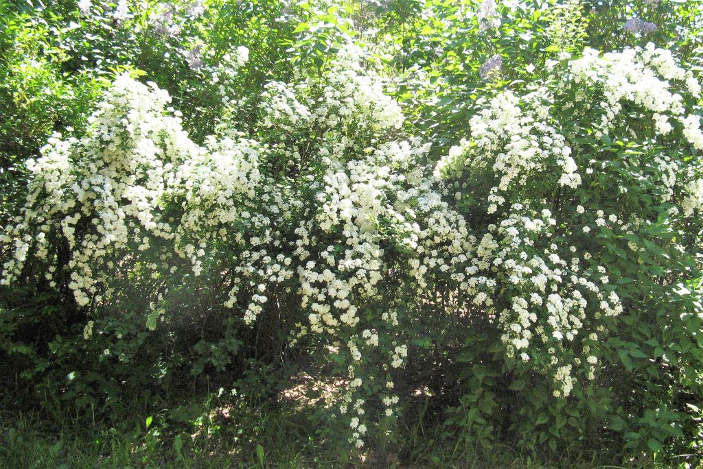 ObrazWIOSNA 2O13 073